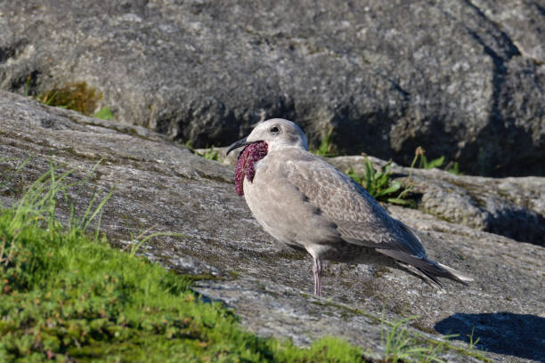 glaucous-skrzydlaty mewa gulping dół ochre gwiazda morska - ochre sea star zdjęcia i obrazy z banku zdjęć