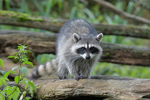 Young raccoon on the tree