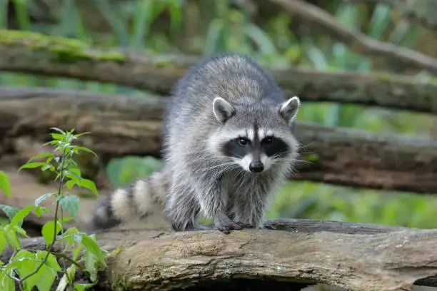 Curious raccoon walking on a branch