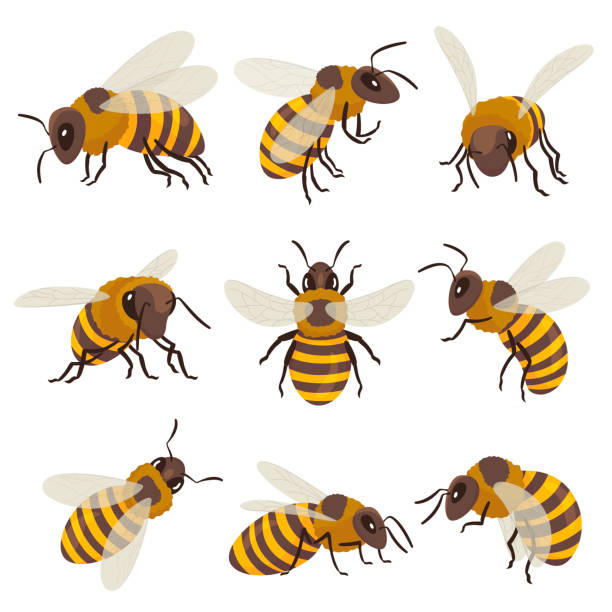 ilustraciones, imágenes clip art, dibujos animados e iconos de stock de set de abejas. insecto alado volando, sentado, arrastrándose. vista superior, lateral, frontal. apicultura, miel, apicultura. - abeja