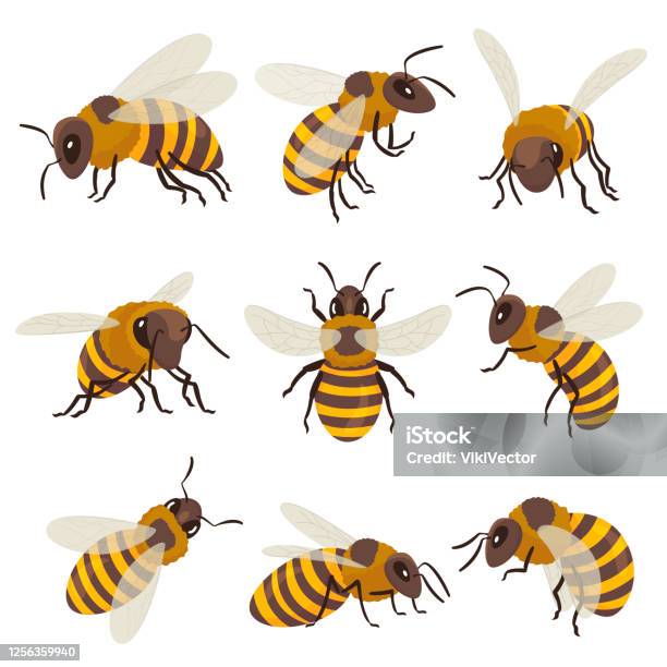 Bees Set Winged Insect Flying Sitting Creeping Top Side Front View Beekeeping Honeycraft Apiculture - Arte vetorial de stock e mais imagens de Abelha