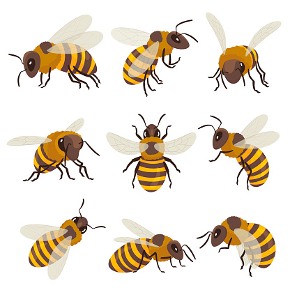 Bees set. Winged insect flying, sitting, creeping. Top, side, front view. Beekeeping, honeycraft, apiculture, honey, mead theme design elements Vector collection isolated on white background