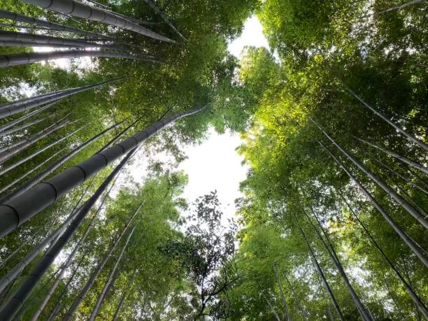 arashiyama bamboo forest heavens - tree bamboo tall japanese culture fotografías e imágenes de stock