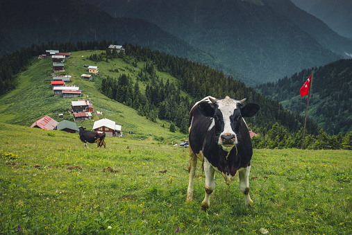 Portrait of cow or cattle looking at camera posing and grazing on a green meadow field against beautiful nature landscape view at Pokut Highland in Çamlıhemşin, Rize in Black sea region of Turkey on sunny summer morning