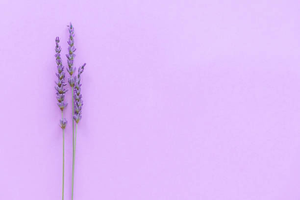 ラベンダーパターン。紫色の花は紫色の背景に上から見た - lavender dried plant lavender coloured bunch ストックフォトと画像