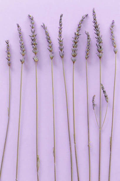istock Lavender pattern. Purple flowers viewed from above on a violet background 1256364500