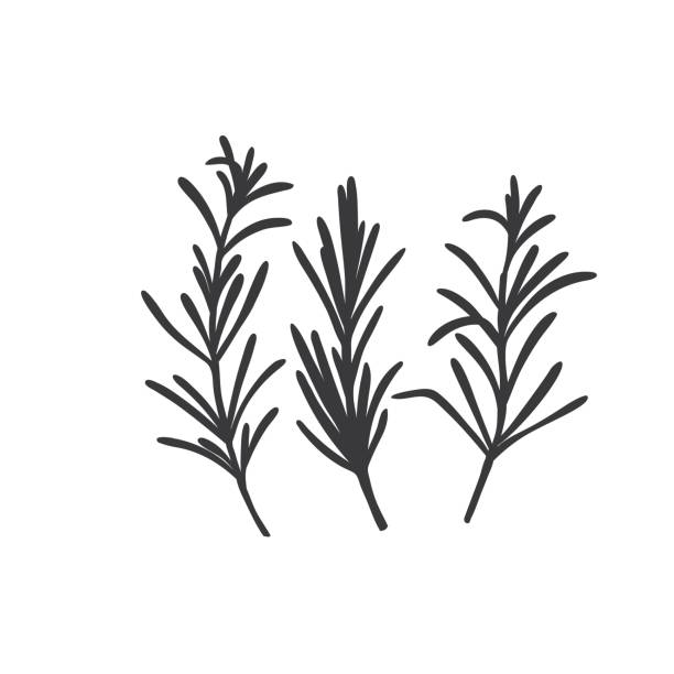 Rosemary silhouette icon Rosemary silhouette icon. Culinary herbs. Monochrome condiment vector illustration. vector food branch twig stock illustrations