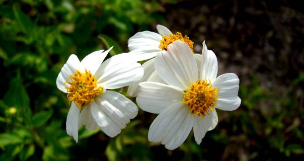 istock flor bidens pilosa 1256364848