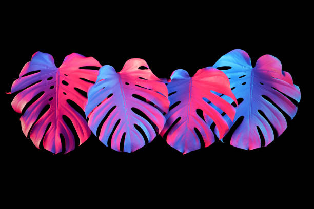 istock Tropical night party monstera background concept 1256364855