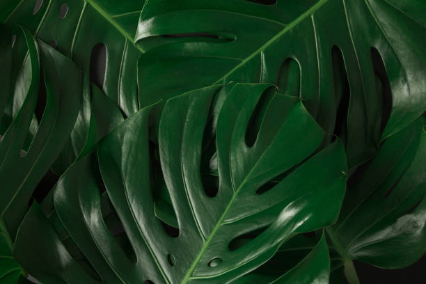 istock Lush green monstera leaves background texture 1256364866