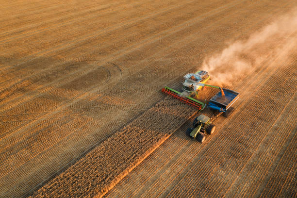 istock Harvesting In Agriculture Crop Field. 1256366127