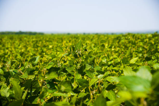 Chickpea crop field stock photo