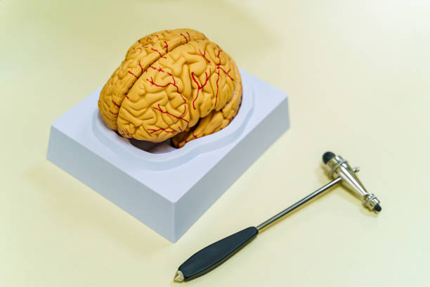 istock Brain model on the table. Neurosurgery concept. Neurosurgery hummer. 1256367696