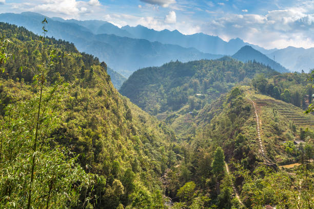 istock Terraced rice field in Sapa 1256367698