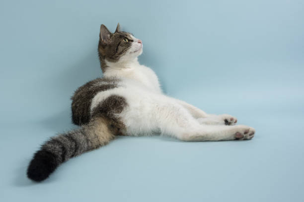 istock A young relaxed cat poses for a photo 1256367732