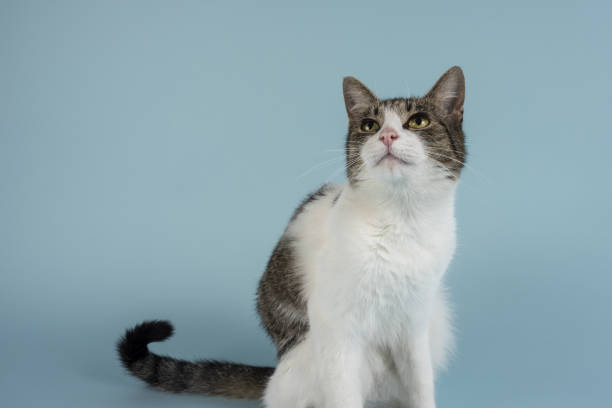 istock A young relaxed cat poses for a photo 1256368025