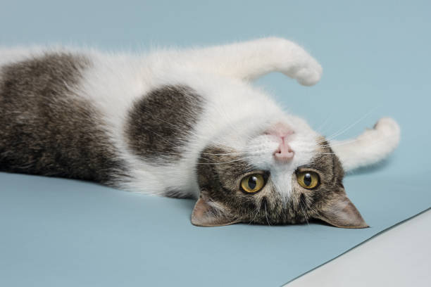 istock A young relaxed cat poses for a photo 1256368052