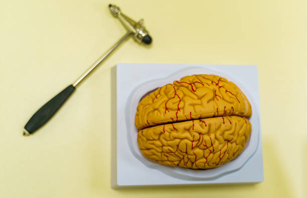istock Human brain model on the table. Brain human anatomy. 3d rendering. Neurosurgery hummer. 1256368189