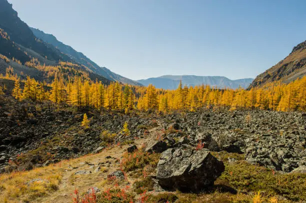 Photo of Amazing view of yellow larch trees, forest and rocks on a clear day. Autumn in the Altai.
