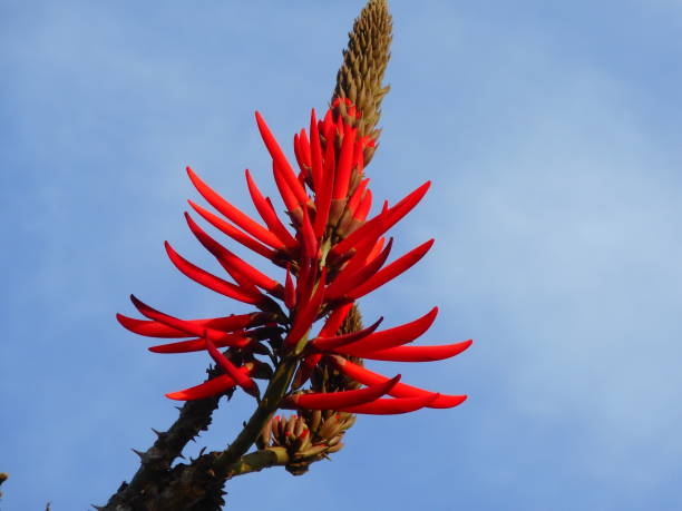 istock mulungu flower - mulungu erythrina 1256370343