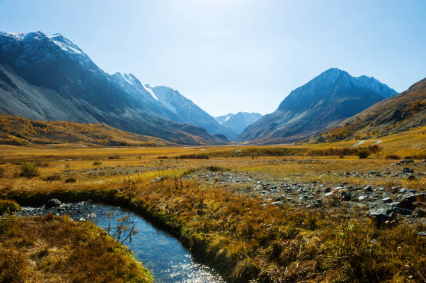 The Akkol river is located in the valley of the Altai Mountains, autumn trees, snow caps on the mountain tops. stock photo