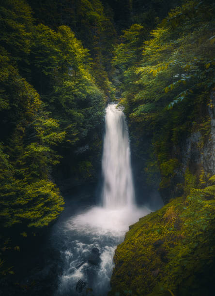 캄리헴신, 리즈, 터키 흑해 지역의 팔로바트 폭포 - stream forest waterfall zen like 뉴스 사진 이미지