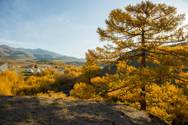 Autumn landscape of wild nature in the Altai Republic with larch trees and residential yurts. stock photo
