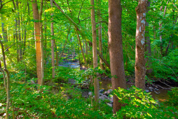 Hardwood Forest with small stream-Howard County Indiana