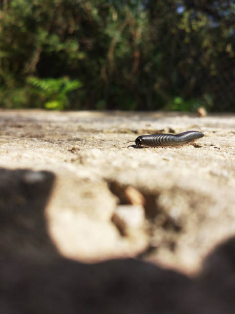 istock Centipedes on rock macro photography 1256372273