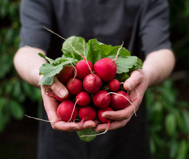 istock Freshly harvested red radish in farmer's hands 1256372411