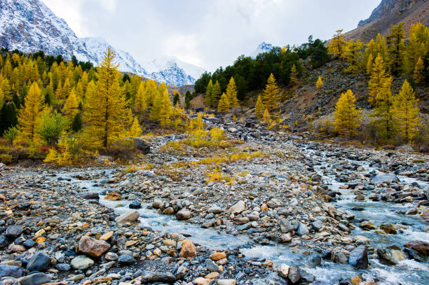 istock A mountain river flows through the forest. Beautiful natural landscape in autumn. Larch trees on the Bank and large stones. Against the background of the Altai mountains covered with snow. 1256372421