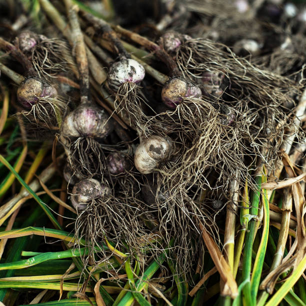 istock Freshly harvested garlic on the black soil background 1256372429