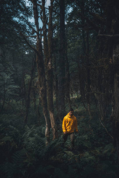 istock Young man hiking in the buxus forest alone 1256372439