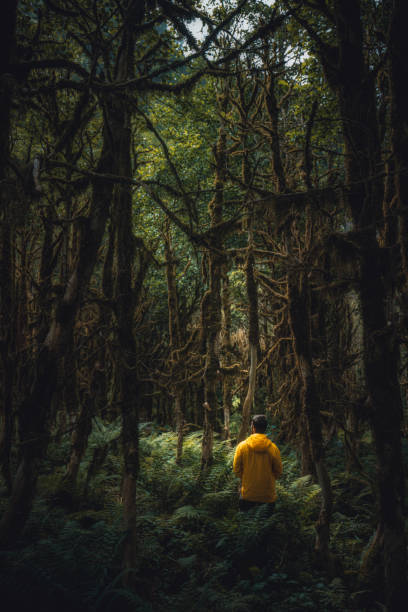 istock Young man hiking in the buxus forest alone 1256372440