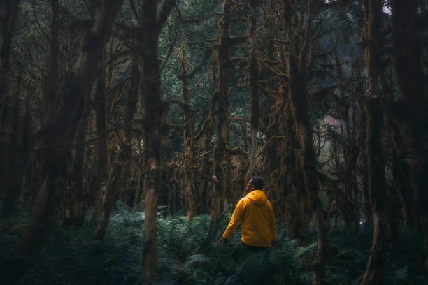istock Young man hiking in the buxus forest alone 1256372525