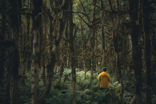 istock Young man hiking in the buxus forest alone 1256372607