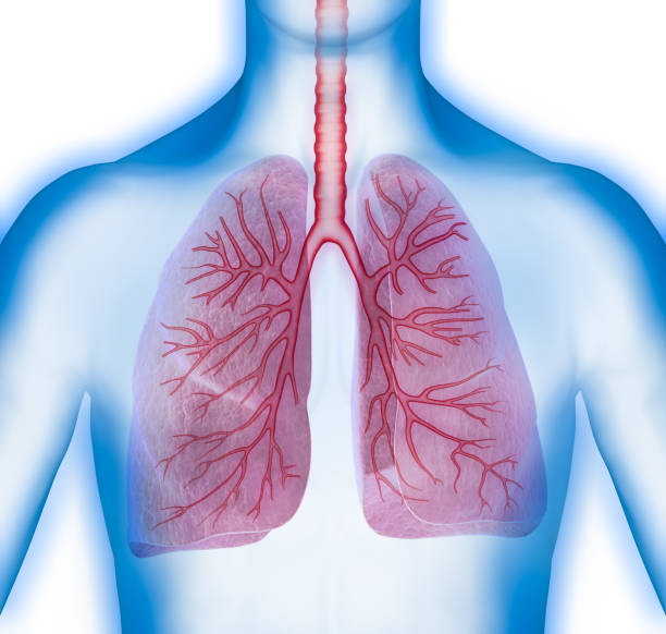 istock Human Respiratory System Lungs Anatomy 1256373142