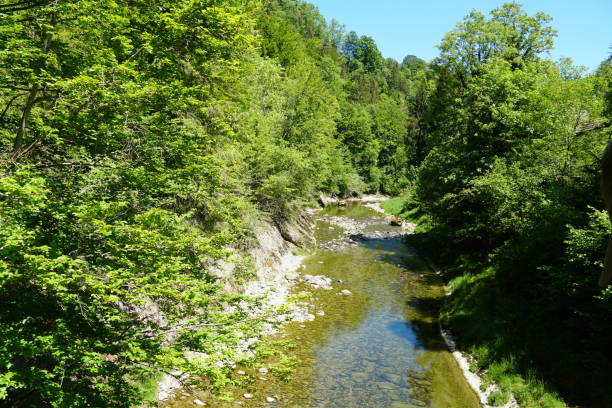 istock A basin of a shallow river in the springtime bordered by thickly growing trees and bushes on both banks. 1256373144