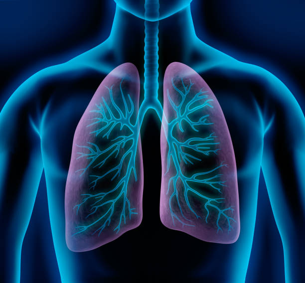 istock Human Respiratory System Lungs Anatomy 1256373153