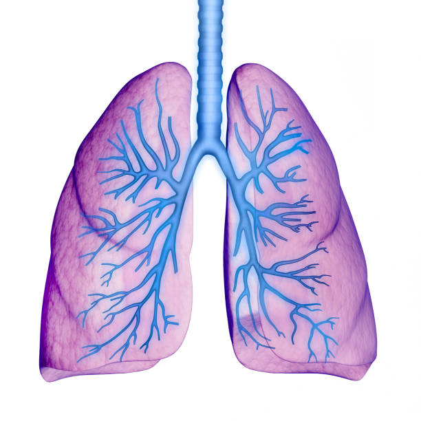 istock Human Respiratory System Lungs Anatomy 1256373157