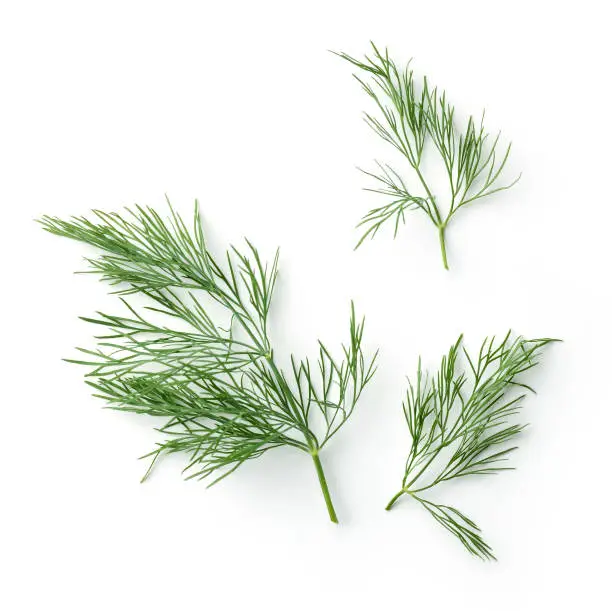 fresh dill leaves isolated on white background, top view