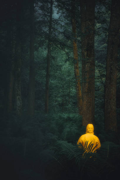 istock Young man hiking in the moody forest natural area alone 1256373372