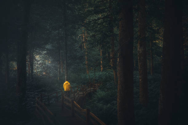 istock Young man walking in the moody forest natural area alone 1256373391
