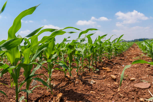 istock Rural landscape of corn field in spring 1256373492