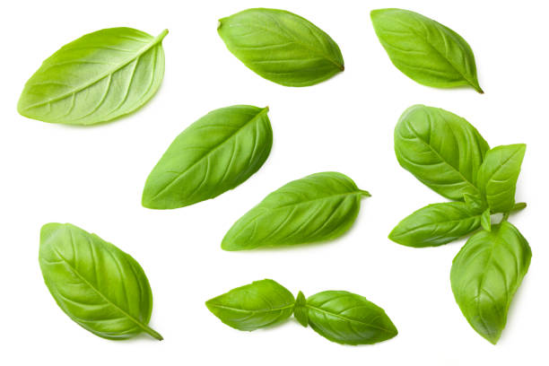 istock basil leaves isolated on a white background. top view 1256373600