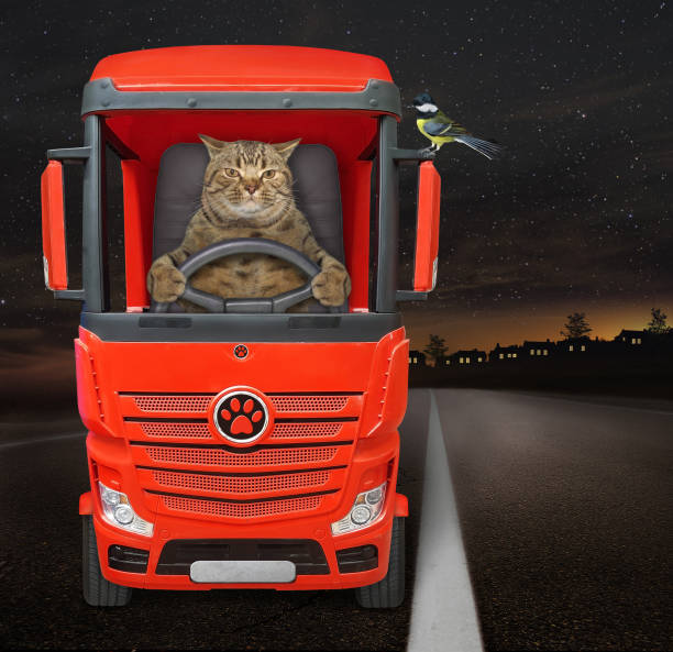 istock Cat driving red truck at night 1256376190