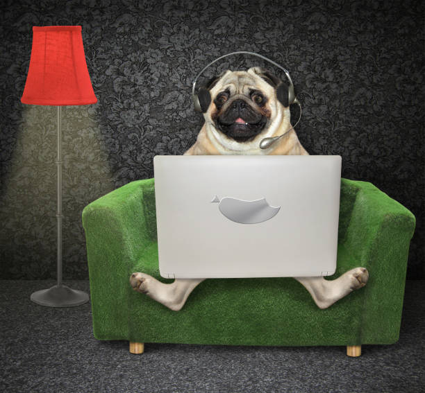 istock Pug using laptop on armchair at home 1256376192
