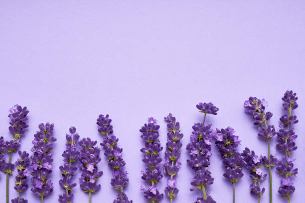 istock Lavender flowers border on purple background. Top view, copy space 1256376973