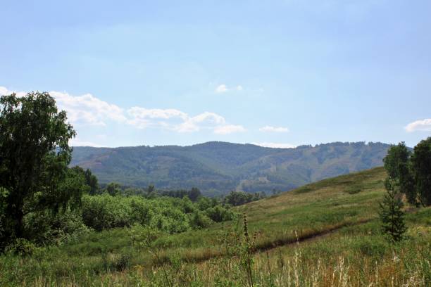 istock Summer panoramic landscape with meadows of fields and mountains. A large green field with trees in the background 1256377042