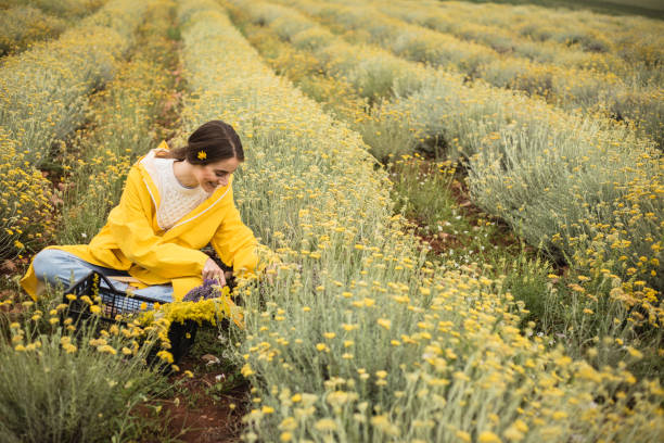 istock Female farmer is reaping herbs on a cloudy day 1256377361